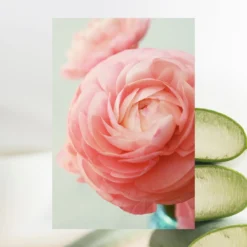 Deodorant | Beach Rose + Aloe | 2.7 Oz -Skin Care Specials Store RS Ingredient 1280x1920 Deo BeachRose Aloe 7c354c1a f9cb 4166 b4b0 c9f85e80cda3