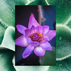 Simply Straight Straightening Serum | Waterlily + Cactus | 4 Oz 16 Simply Straight Straightening Serum | Waterlily + Cactus | 4 Oz -Skin Care Specials Store RS Ingredient 1280x1920 SimplyStraight WaterLily Cactus