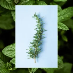 Vinegar Hair Rinse | Rosemary + Mint | 6 Oz 14 Vinegar Hair Rinse | Rosemary + Mint | 6 Oz -Skin Care Specials Store RS Ingredient 1280x1920 VinegarHairRinse Rsoemary MInt
