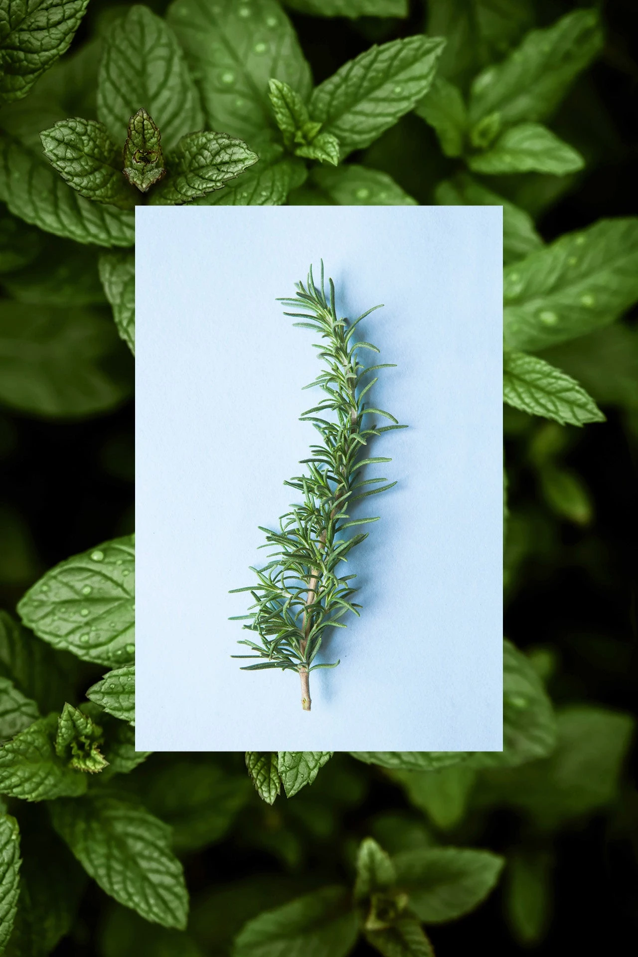 Vinegar Hair Rinse | Rosemary + Mint | 6 Oz 5 Vinegar Hair Rinse | Rosemary + Mint | 6 Oz - Image 3
