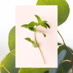Deodorant | Eucalyptus + Fresh Mint | 2.7 Oz -Skin Care Specials Store RS Ingredient Image 1280x1920 Deo EucalyptusMint c5a83095 f19b 4ab8 ae02 4b2760ebffb1
