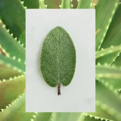 Nutrient Rich Hand Wash | Aloe Vera + Blue Sage | 16.9 Fl Oz -Skin Care Specials Store RS Ingredient Imagery 1280x1920 NR HW AloeBlueSage