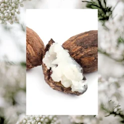 Daily Micro Scrub Salt Polish | Shea + Rice Flower | 15 Oz -Skin Care Specials Store RS Ingredient Imagery 1280x1920 Shea RiceFlower