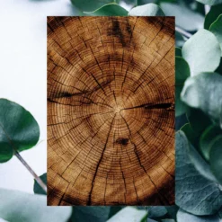 Men's Body Wash | Eucalyptus + Cedar Leaf | 25 Fl Oz -Skin Care Specials Store RSM Ingredient 1280x1920 BW Eucalyptus CedarLeaf d3f8f2cd ca44 400f ac13 fa59cea17865