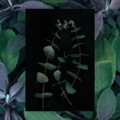 Men's 2-in-1 Shampoo & Conditioner | Thicken: Ultra Conditioning & Smoothing | Eucalyptus + Sage + Shea | 18 Fl Oz -Skin Care Specials Store RSM Ingredient 1280x1920 Shampoo Moisture Eucalyptus Sage Shea