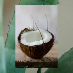 Men's 2-in-1 Shampoo & Conditioner | Strengthen: Growth Reviving & Thickening | Tea Tree + Coconut + Aloe | 18 Fl Oz -Skin Care Specials Store RSM Ingredient 1280x1920 Shampoo Strength TeaTree Coconut Aloe 73c622d7 1f1d 4852 9729 77522273f2fb